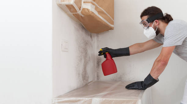 Professional Basement Mold Remediation technician working in Miami Springs, FL